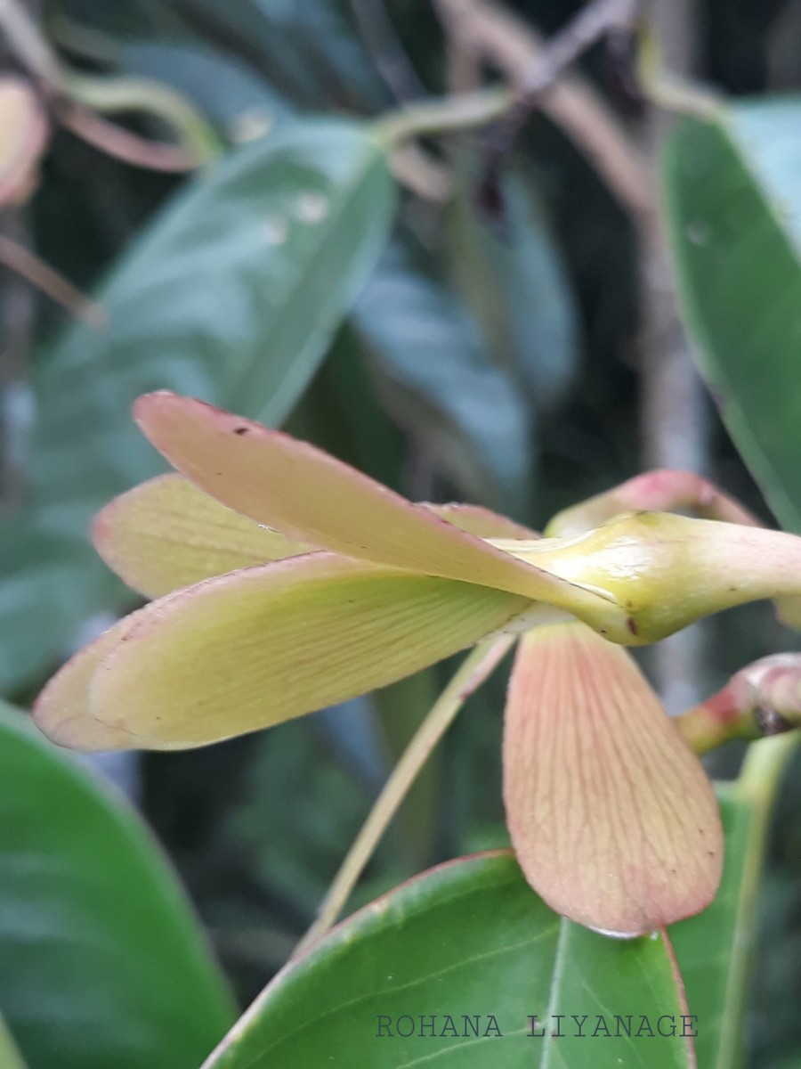 Doona macrophylla Thwaites